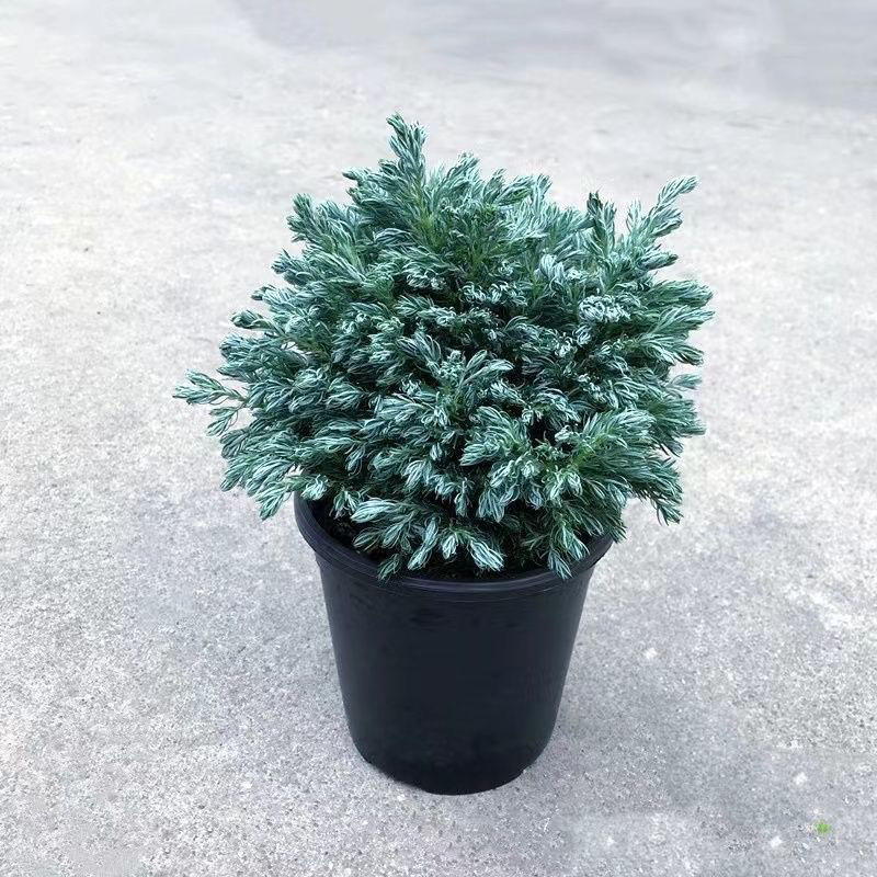 蓝湖柏蓝色波尔瓦盆栽花苗小灌木室内外四季常青净化空气2盆包邮