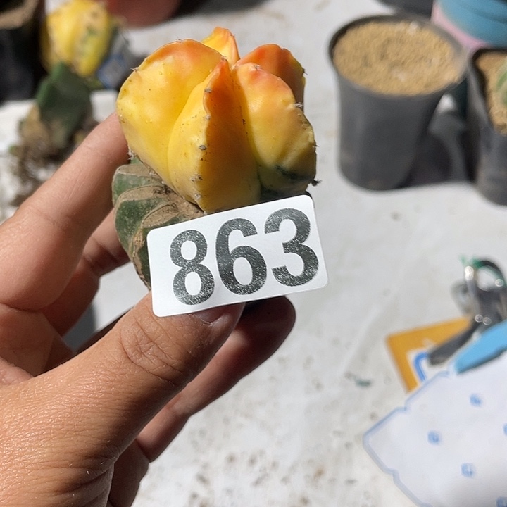 863号草球嫁接栾凤玉