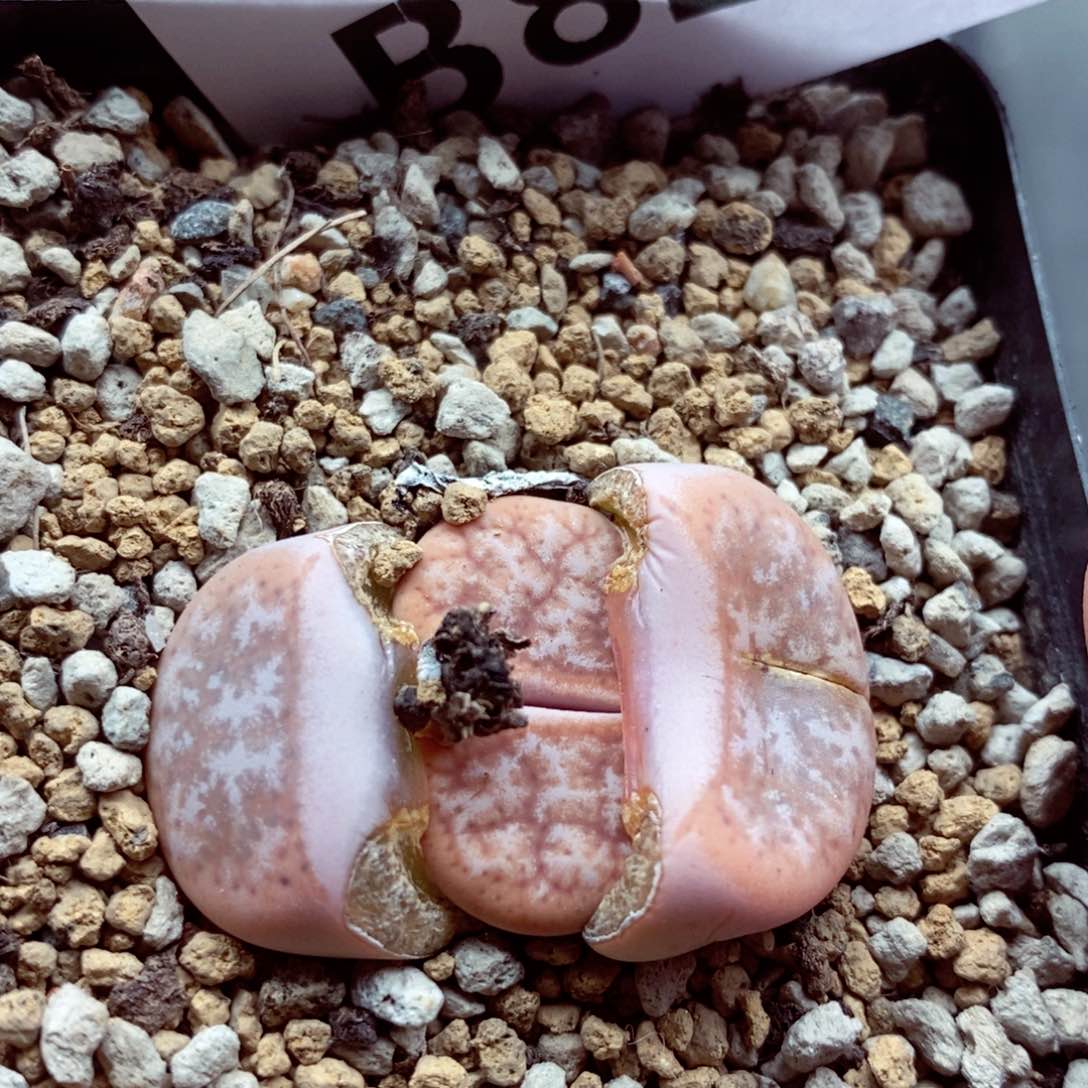 我的小姐姐们都是我的825