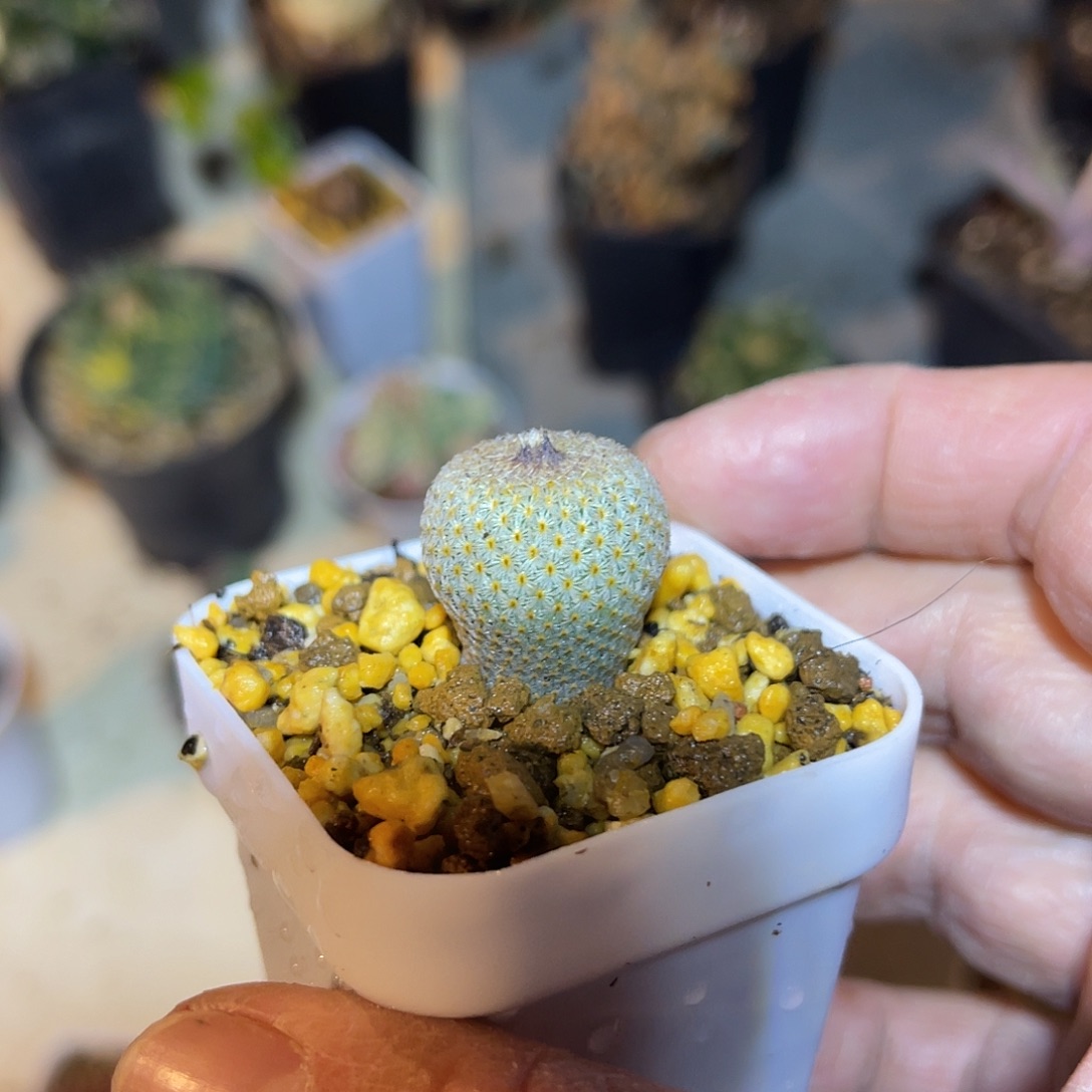 实生月世界仙人球一物一拍