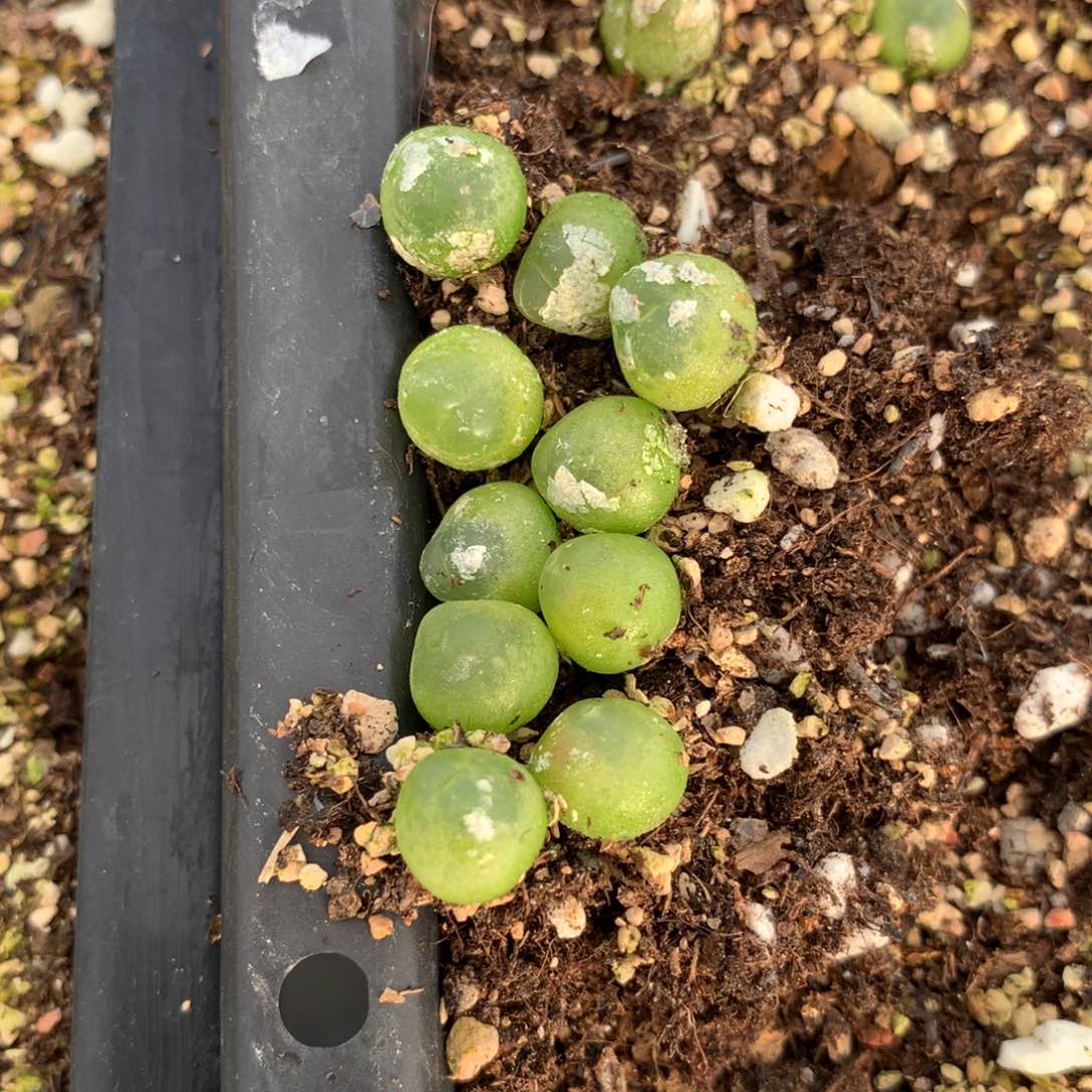 537拉登10颗一组