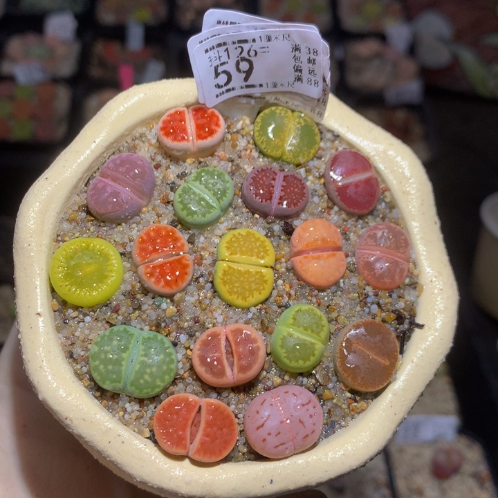 今天播完放假啦126.59