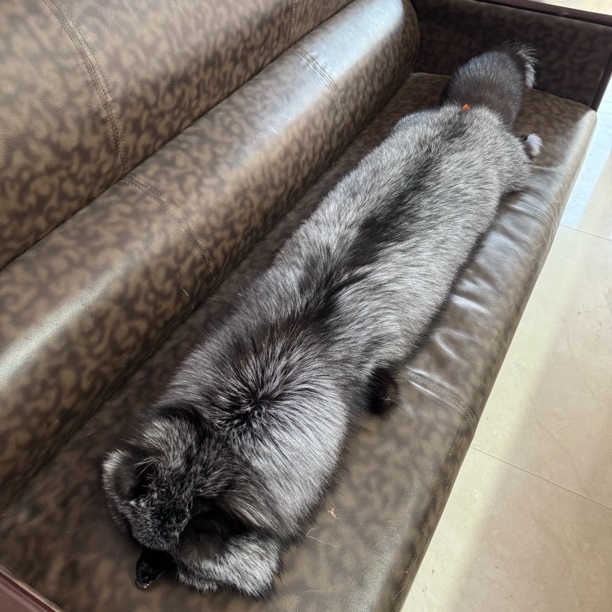 真狐狸毛围巾专属链接（直播间一物一拍）