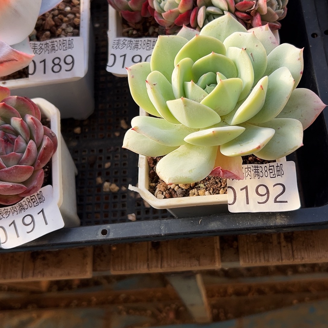 多肉一物一拍植物0192