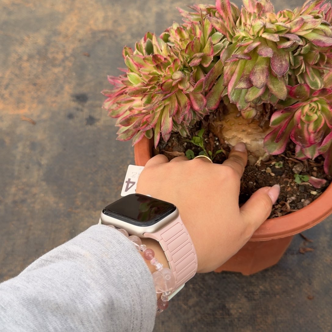 64荔枝缀化多肉植物满28包邮