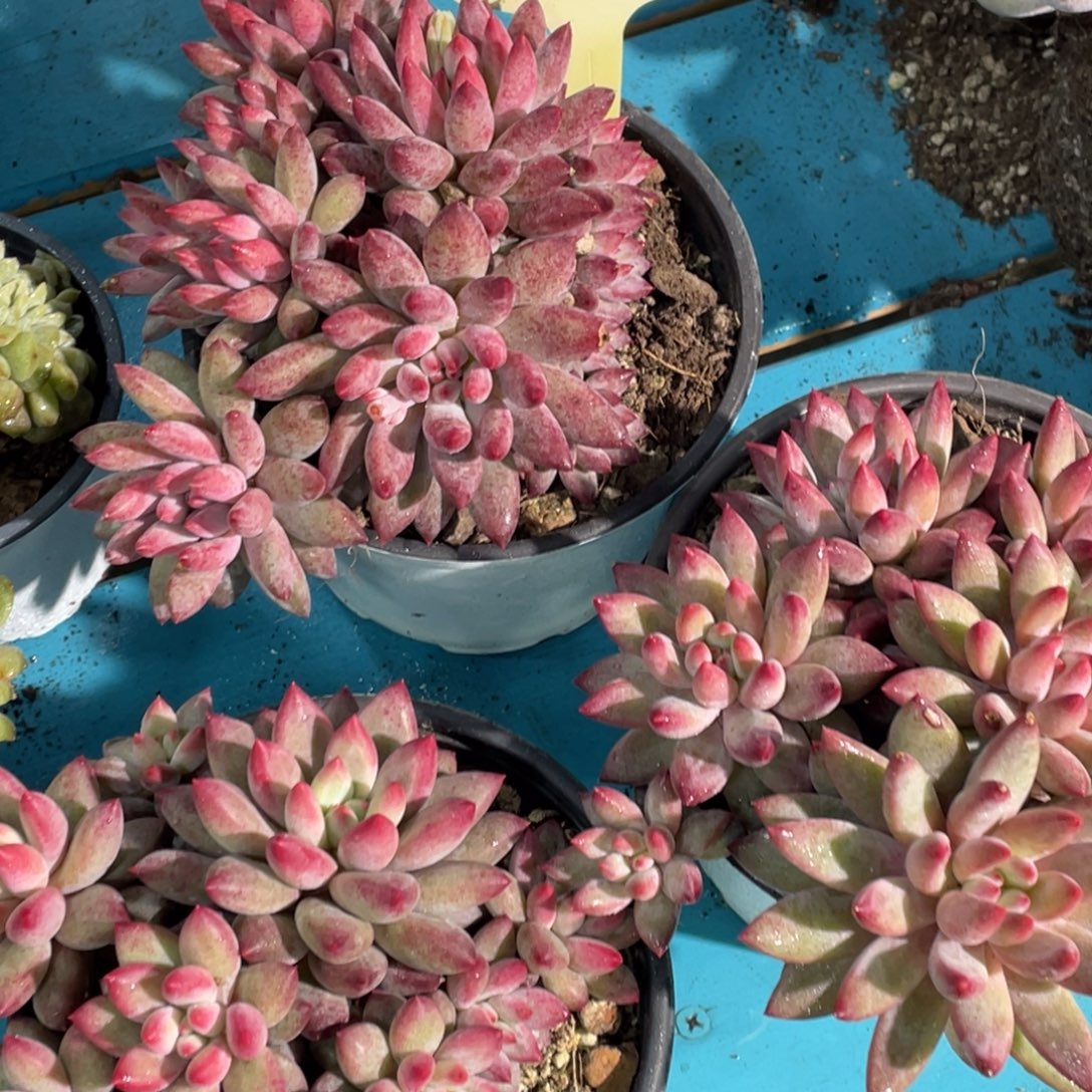 1219-45-流沙体大群虞美人一颗