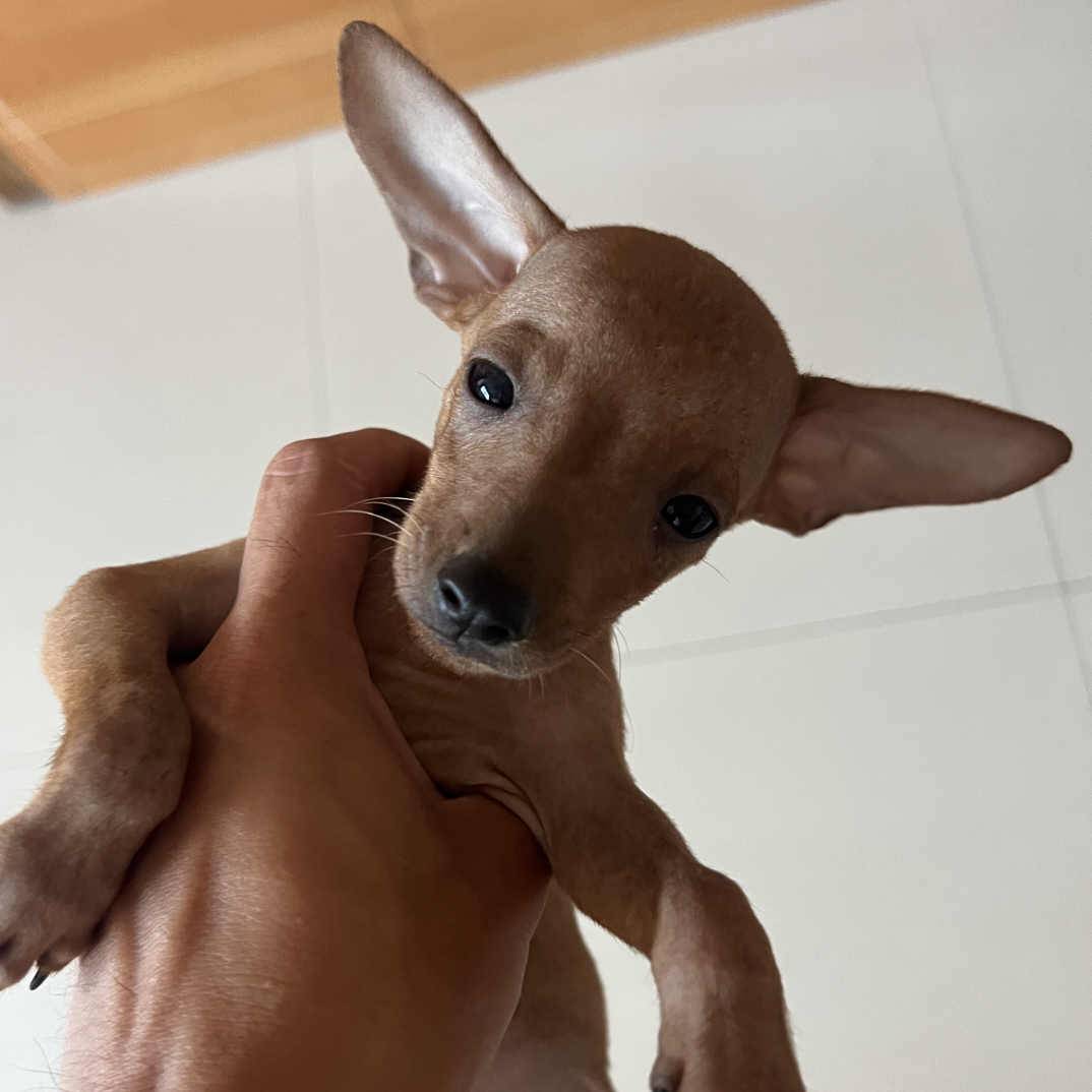 小鹿犬活体小妹妹