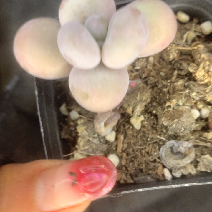 芭比奶（满9.99包邮不满9.99发叶子）