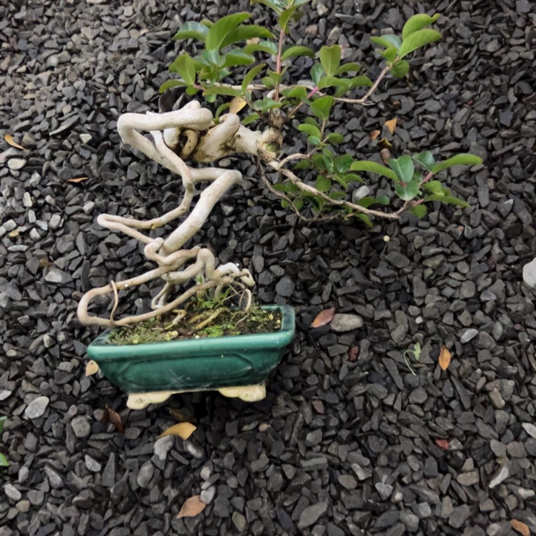 日***号无花朵紫薇盆景老庄