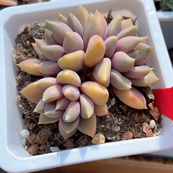 多肉植物806多肉