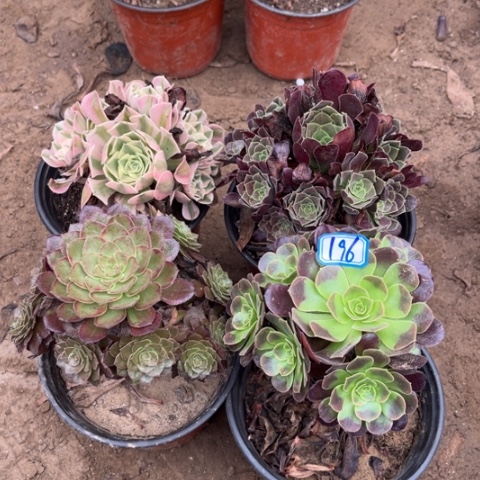 196多肉植物组合，