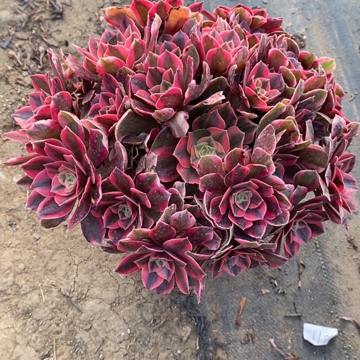 女妖95多肉植物保护法师法师