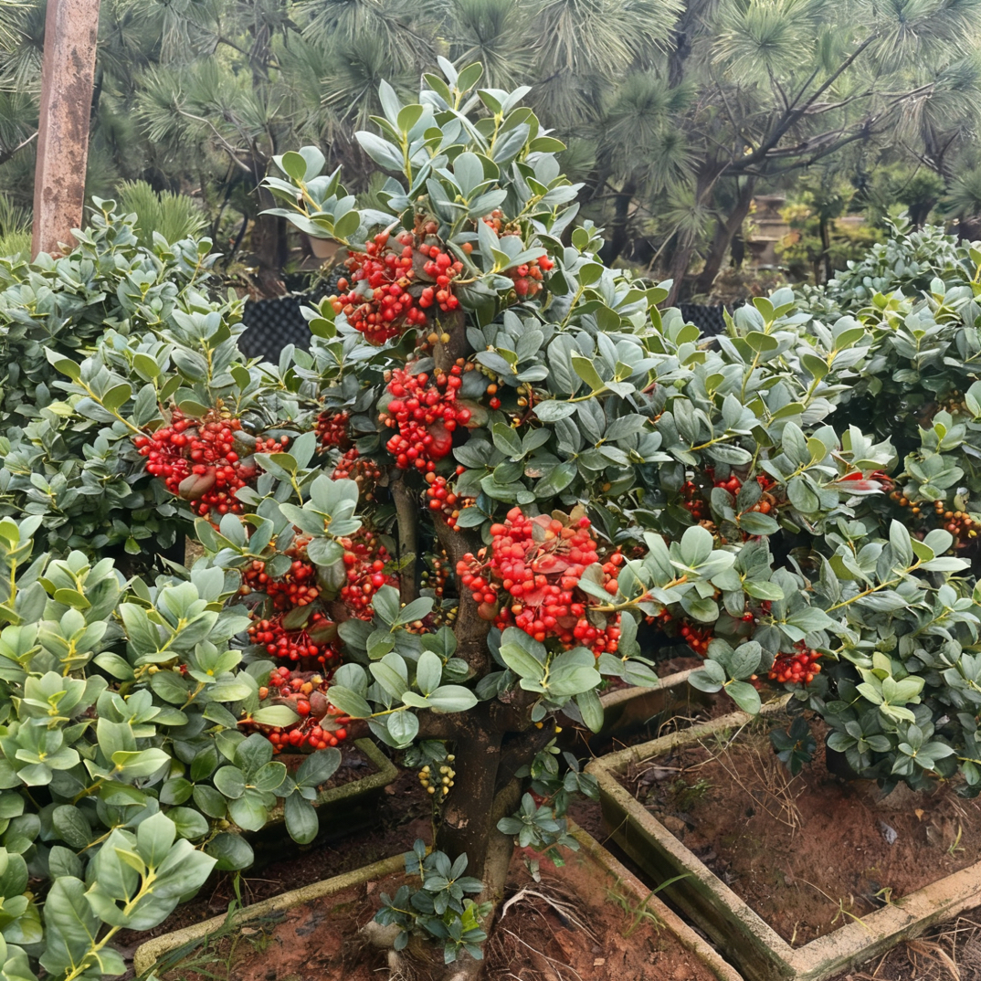 金玉满堂红果盆景耐寒耐热室外四季常青观果绿植盆栽庭院