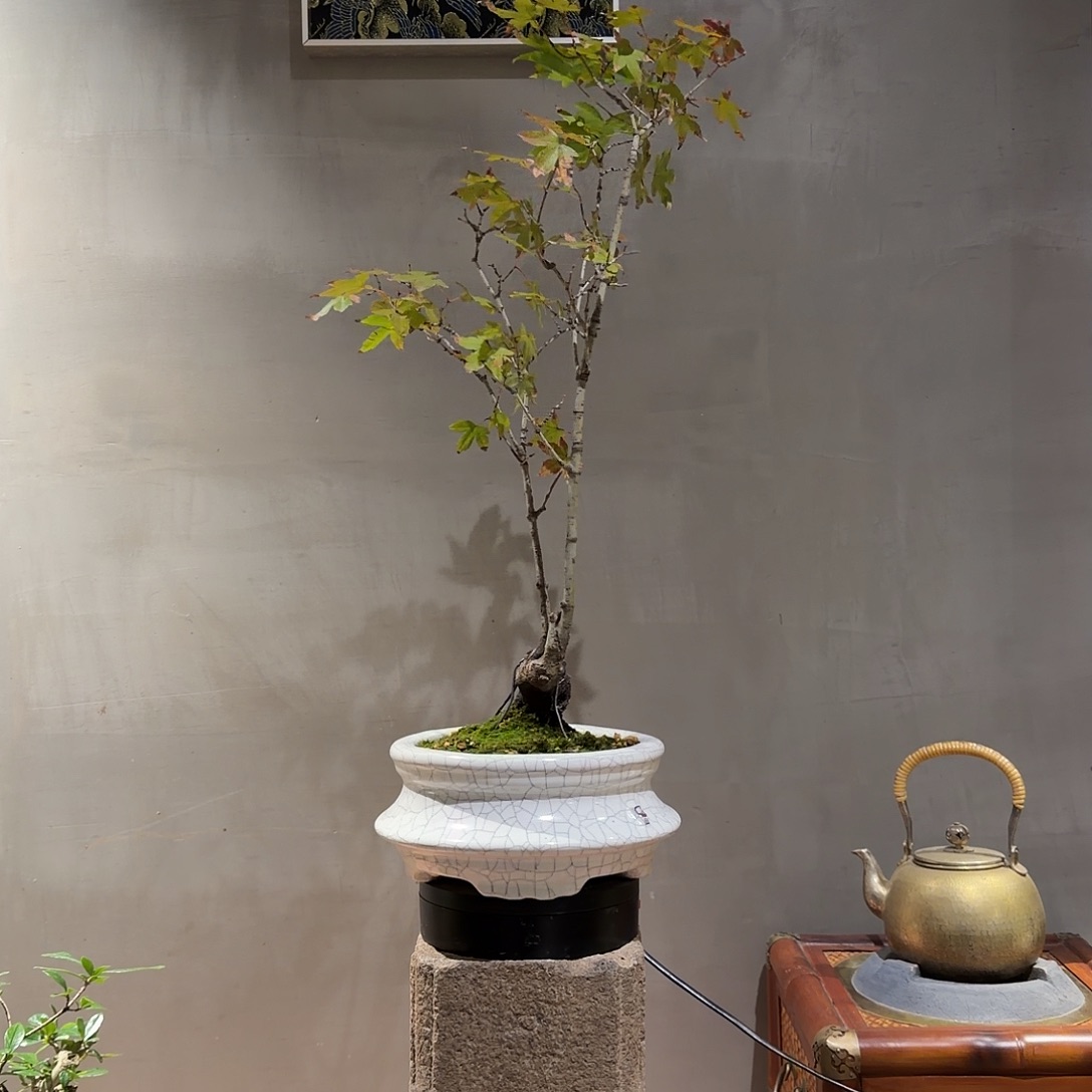 无花朵海岛石枫盆景桩