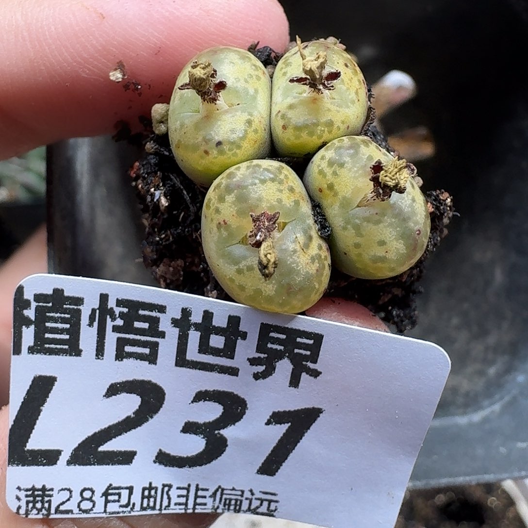 多肉植物的人生fhb