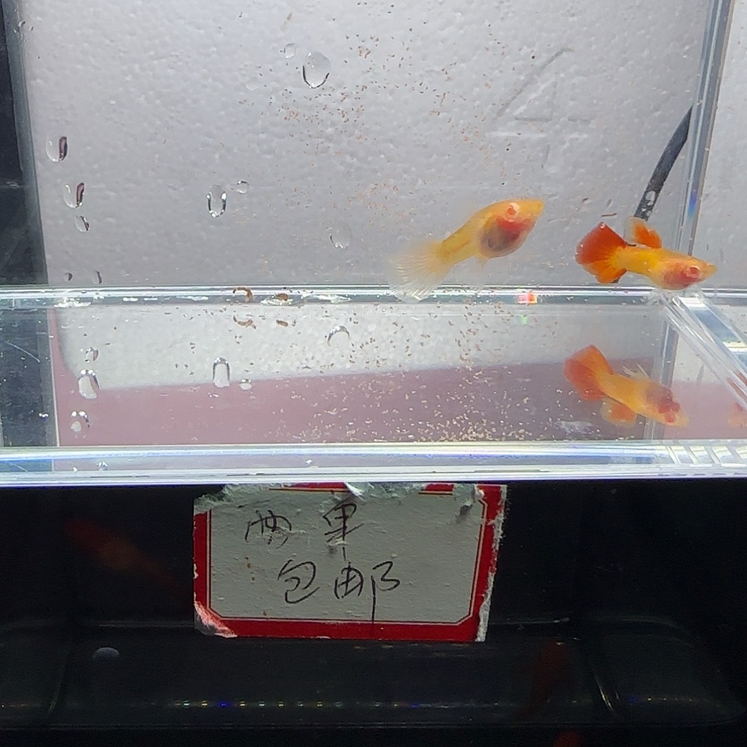 孔雀鱼皇家落日白子一对
