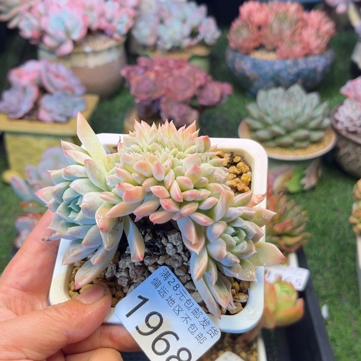 大1968:？zvxbcbvbbb