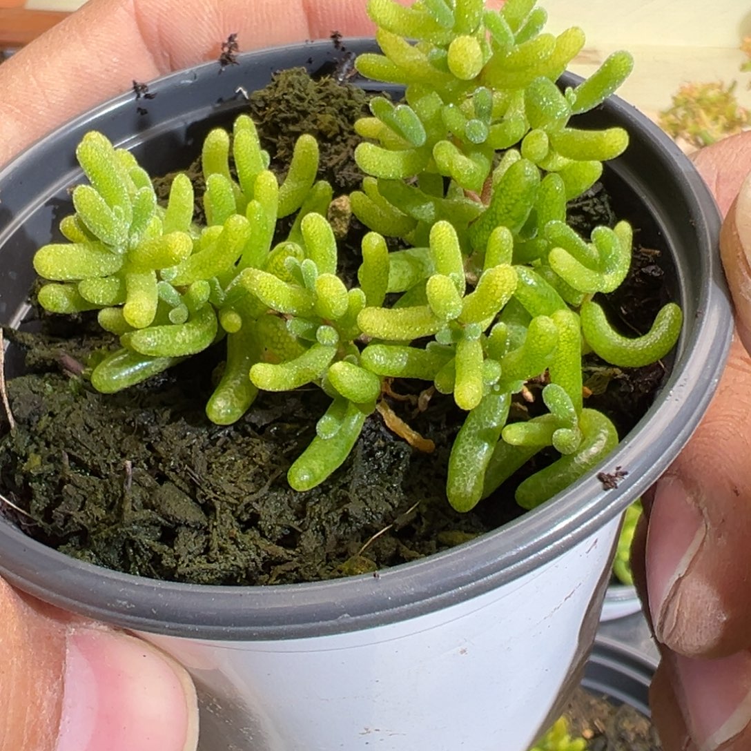 糖球花斑锦90杯老桩