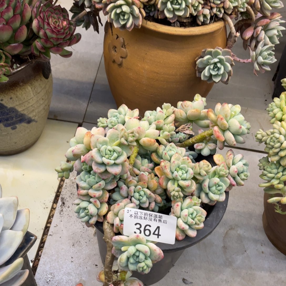 黑大帅多肉364劳尔