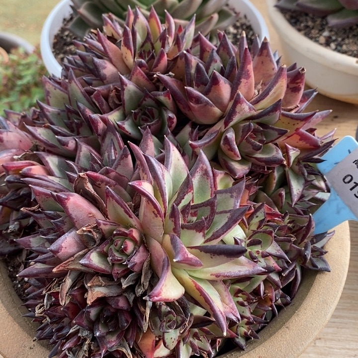 D019- 直播福利 朵朵缀