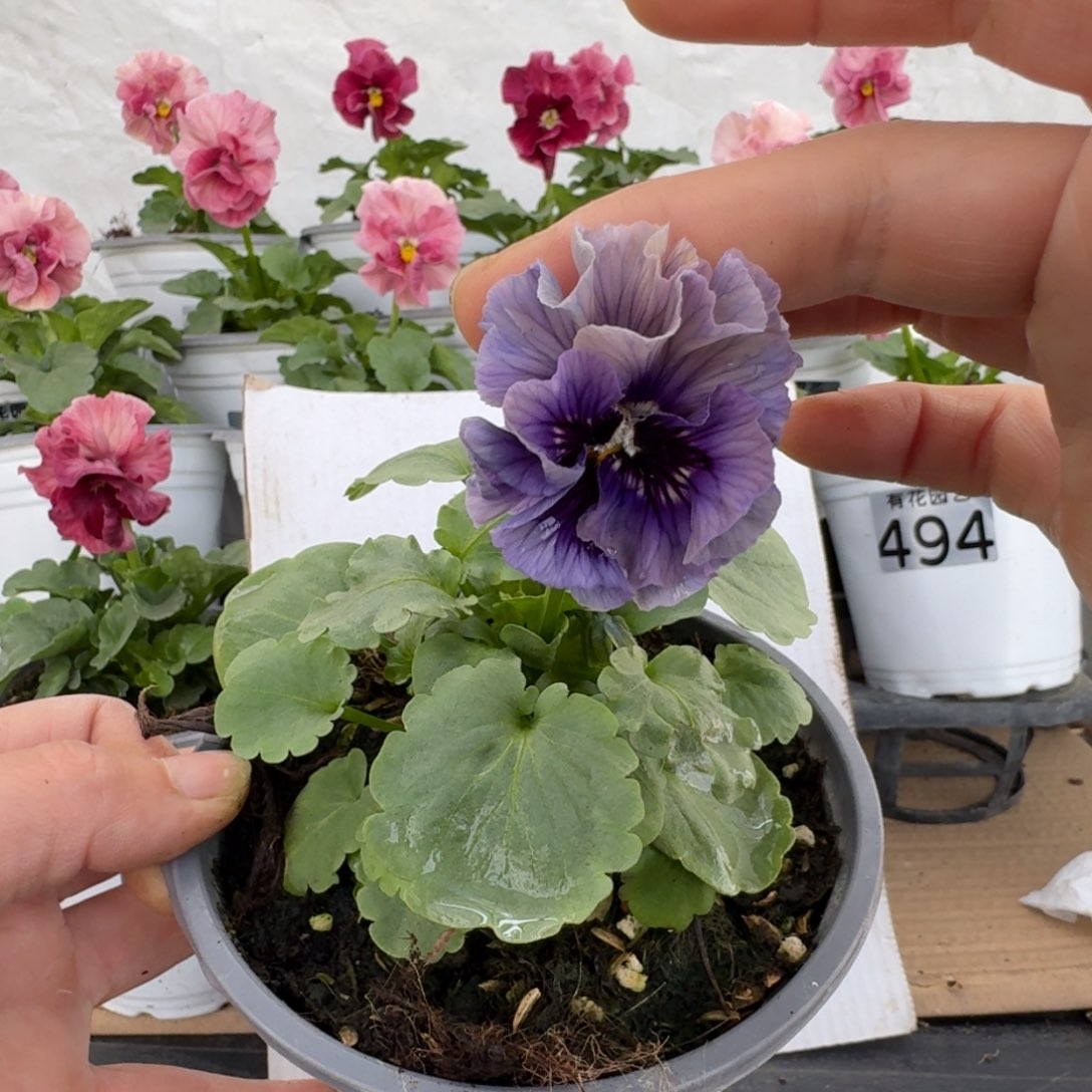 全部花朵019号角堇