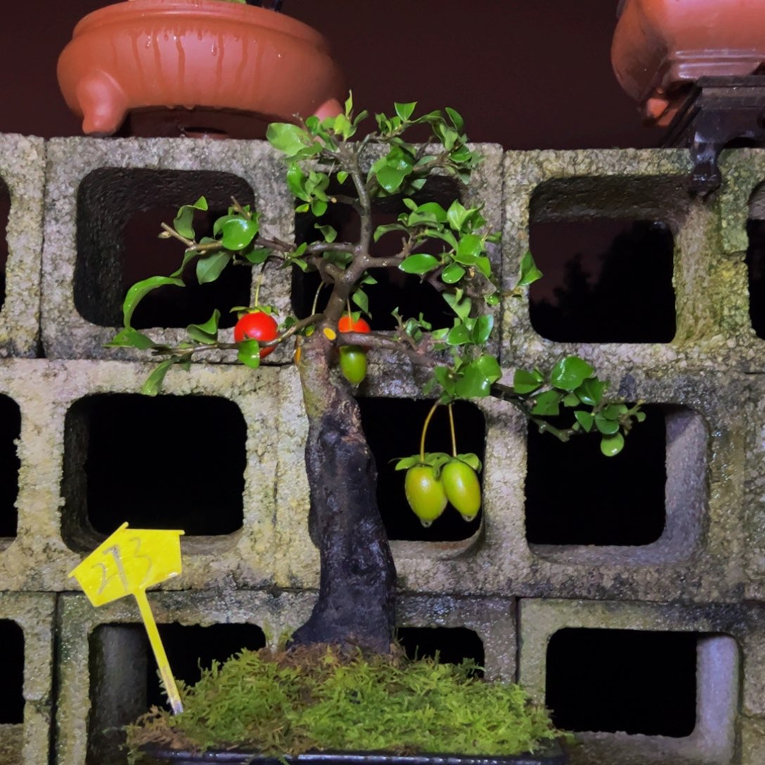 完全开放金弹子盆景