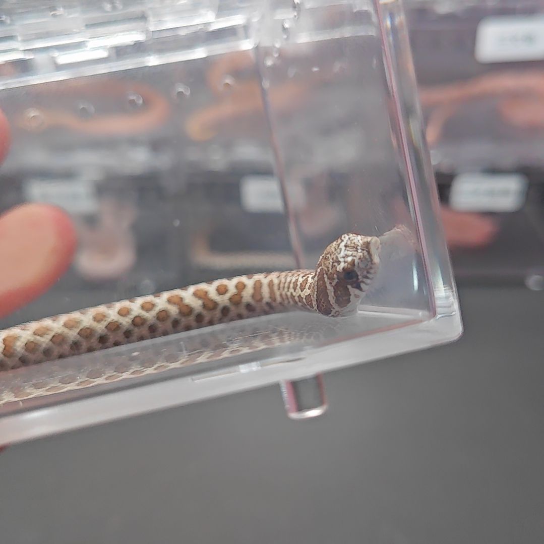 豹纹守宫猪鼻北极活体