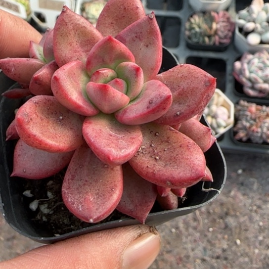 117夏伯特多肉植物多