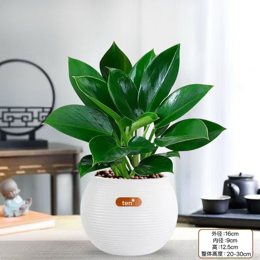 Cz（含盆）金钻绿公主盆栽室内客厅办公室绿植四季常青净化空气