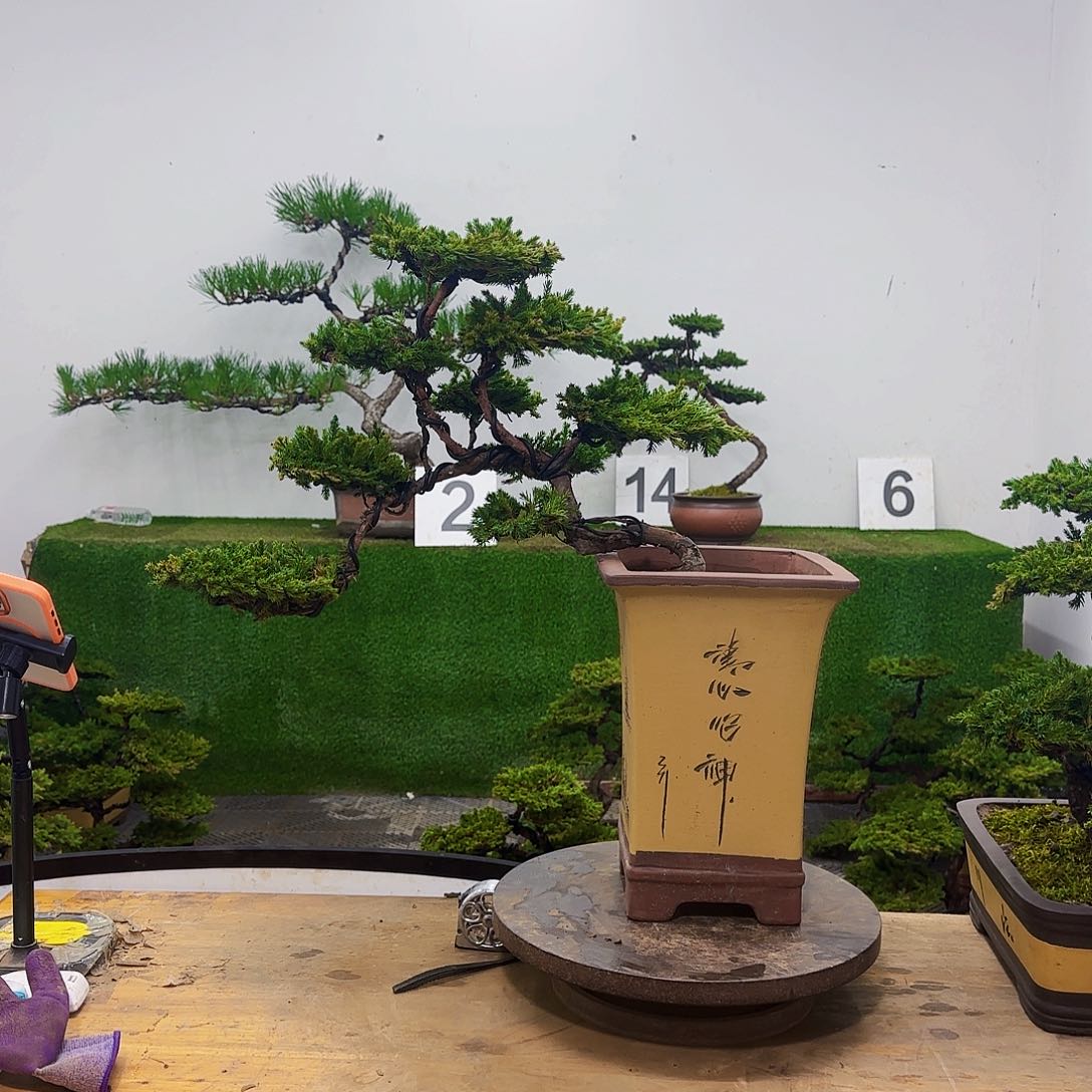 盆景盆景盆景盆景