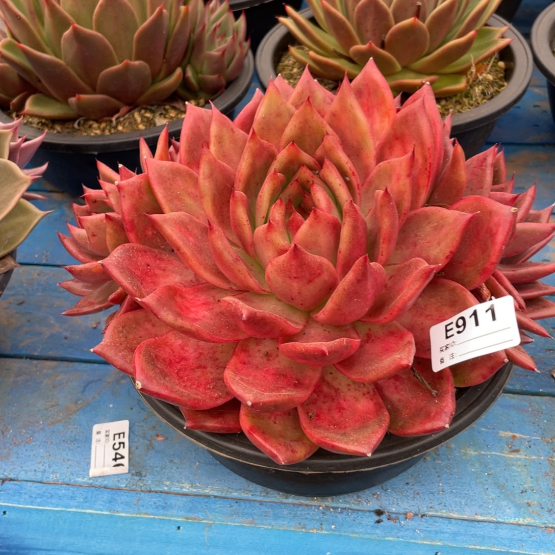 无花朵若如东云组拍E911