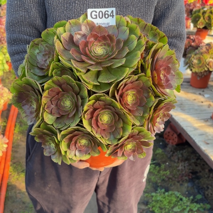 瑞妈，，。。。。064万拉丝，