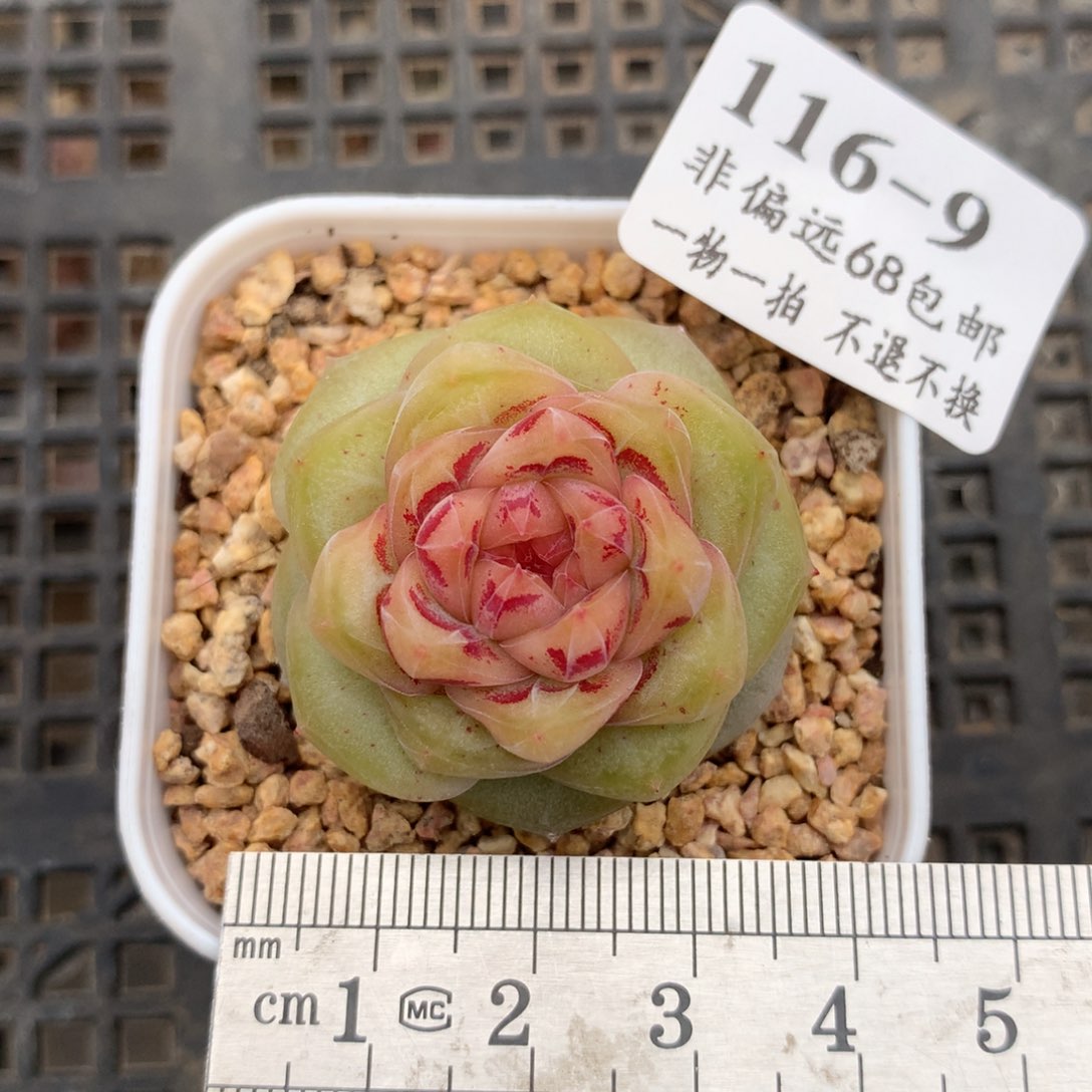 9。大富翁。珍妮糖心多肉。