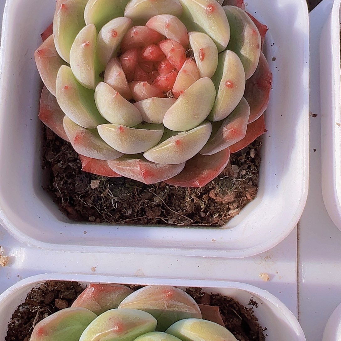 葡萄珍妮19包邮多肉