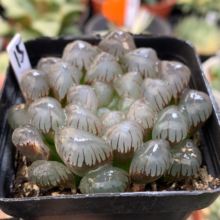 冰灯玉露，带盆发货
