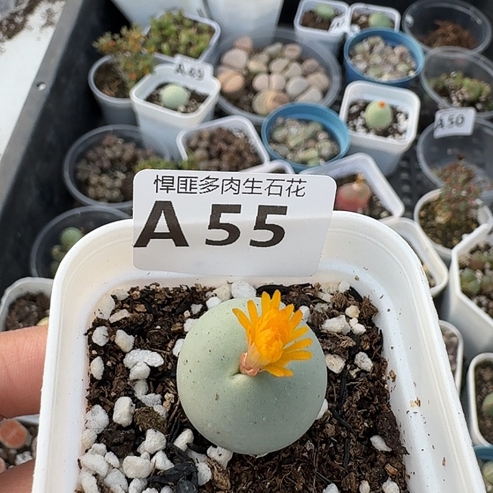 55多肉植物多肉植物