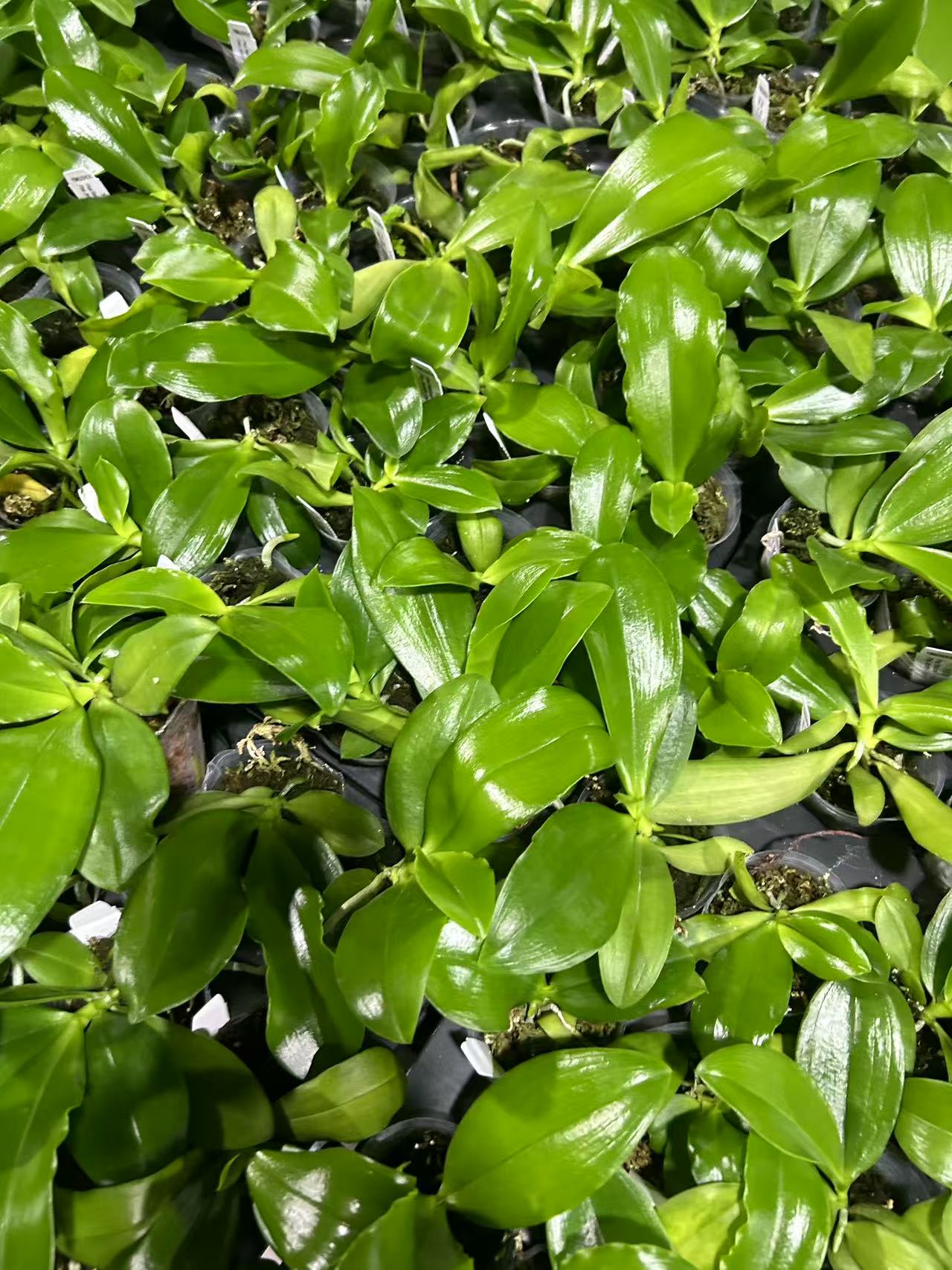yss1235 1.7寸 微瑕疵鲜花绿植