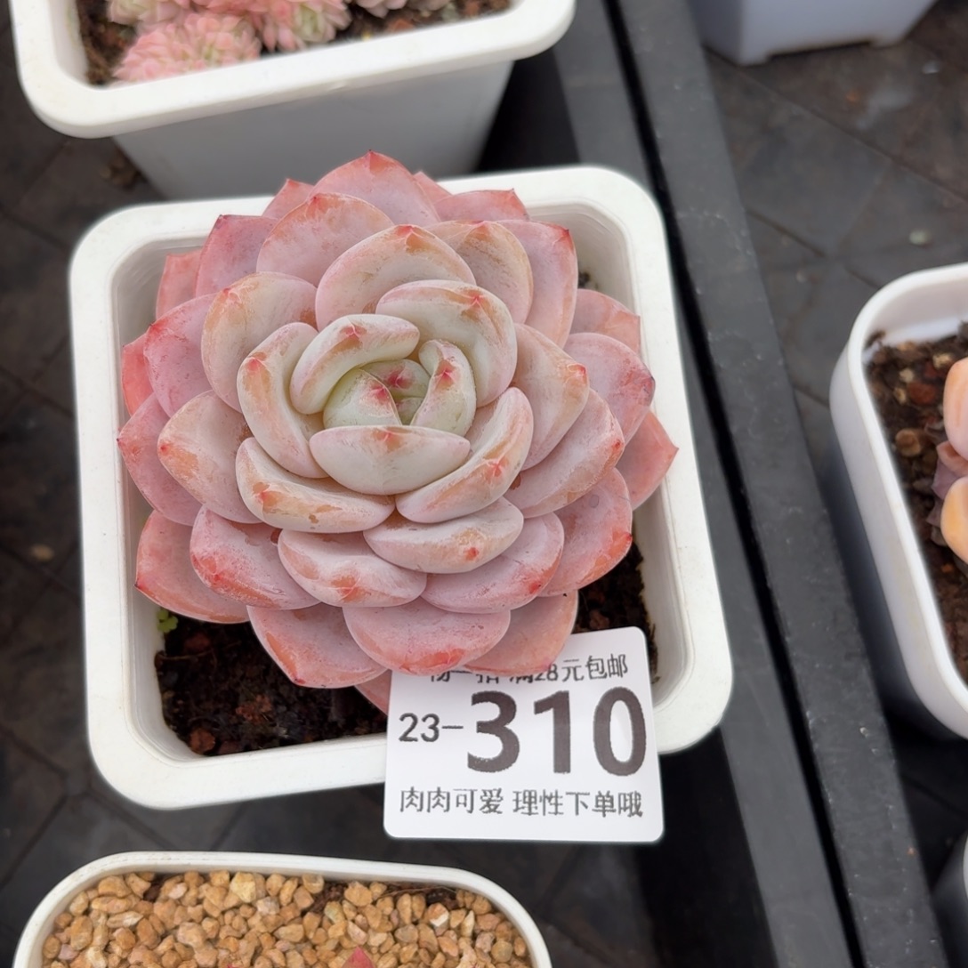 橙梦露无盆土发货无