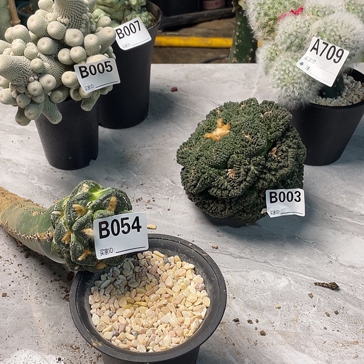 完全开放054龟甲一个