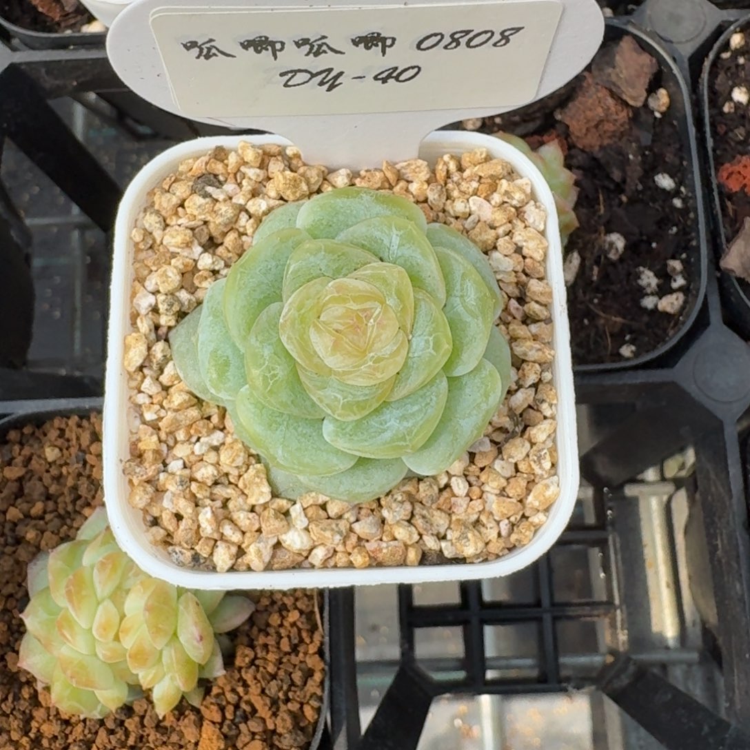 0808-040-嫦娥单头