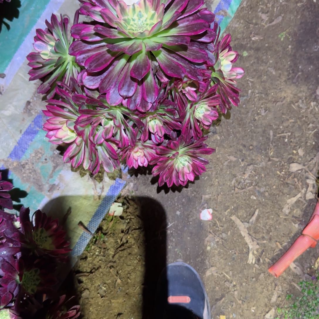 天合法师多肉564