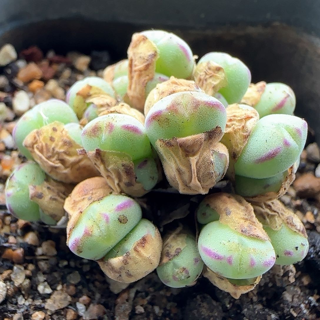 开播福利来啦42406