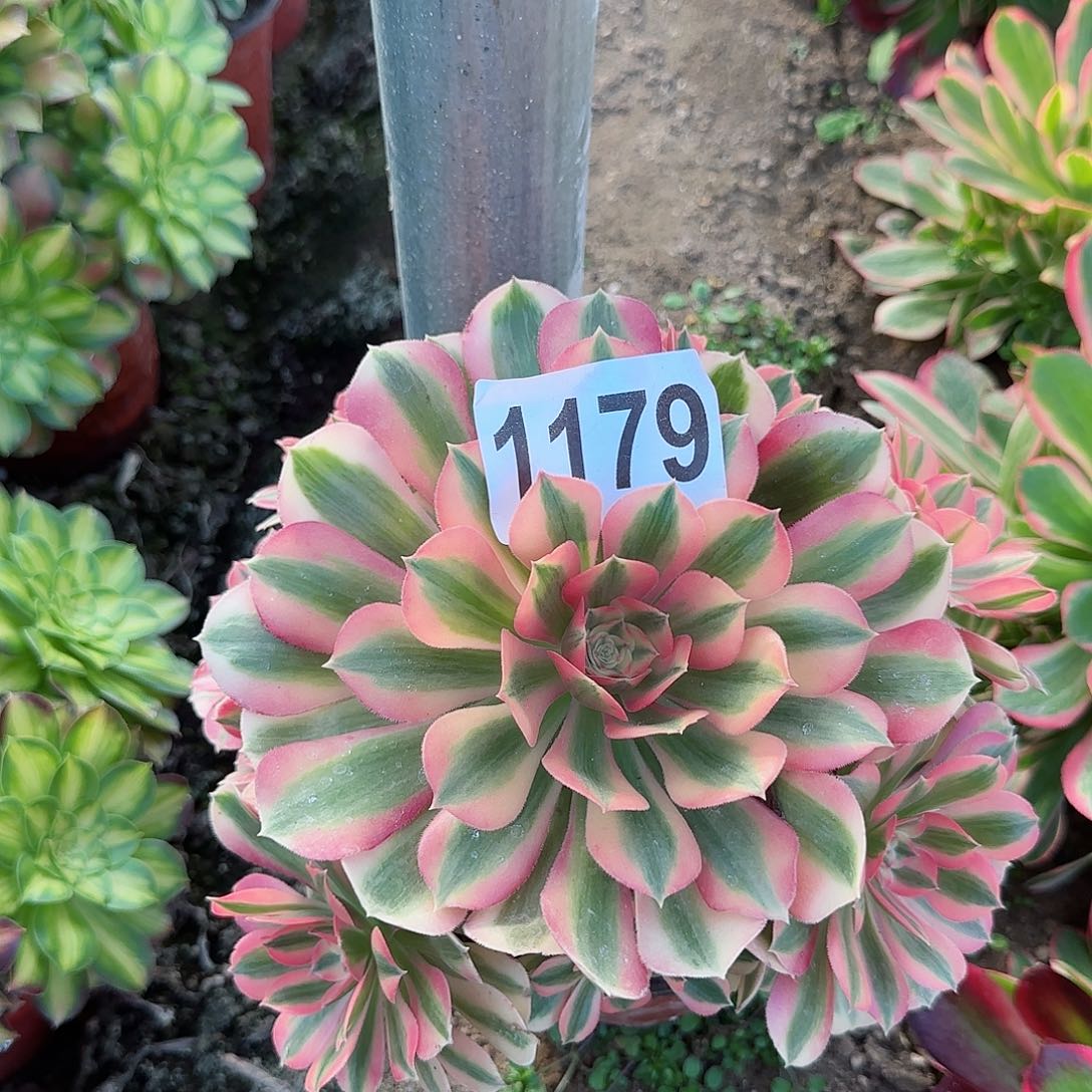 1179--多头多肉植物