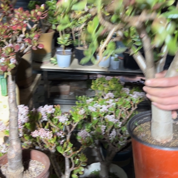 张*F27黄金花月脱土发货