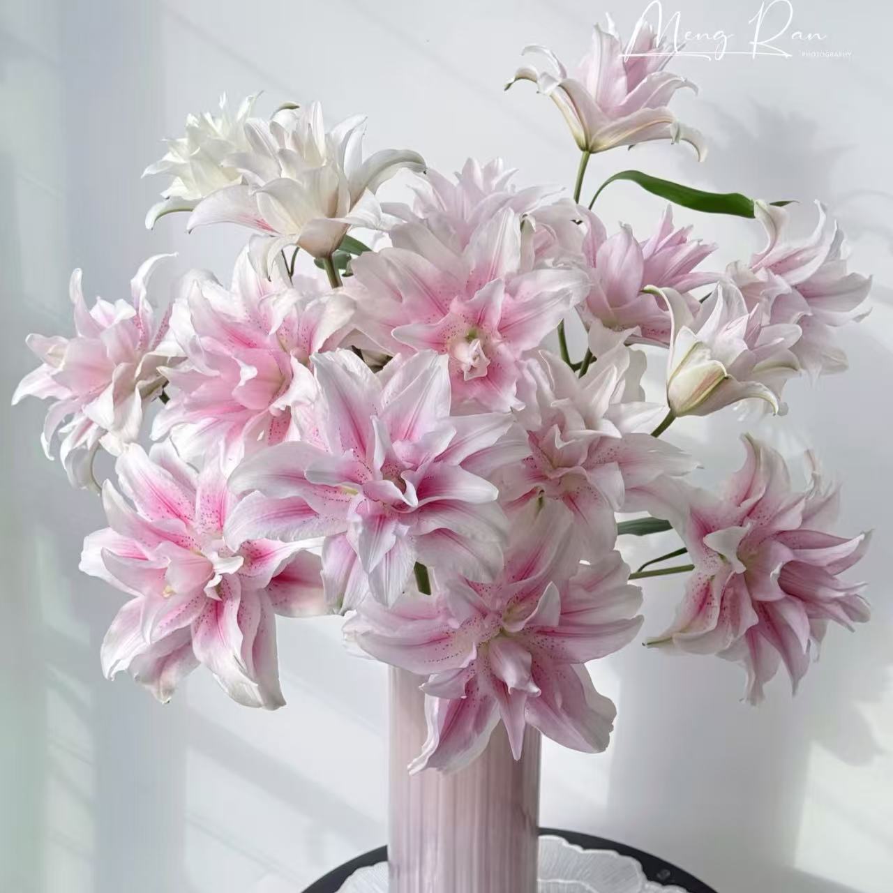 源头精选 伊莎贝拉重瓣百合 一单也是批发价 包邮送货上门