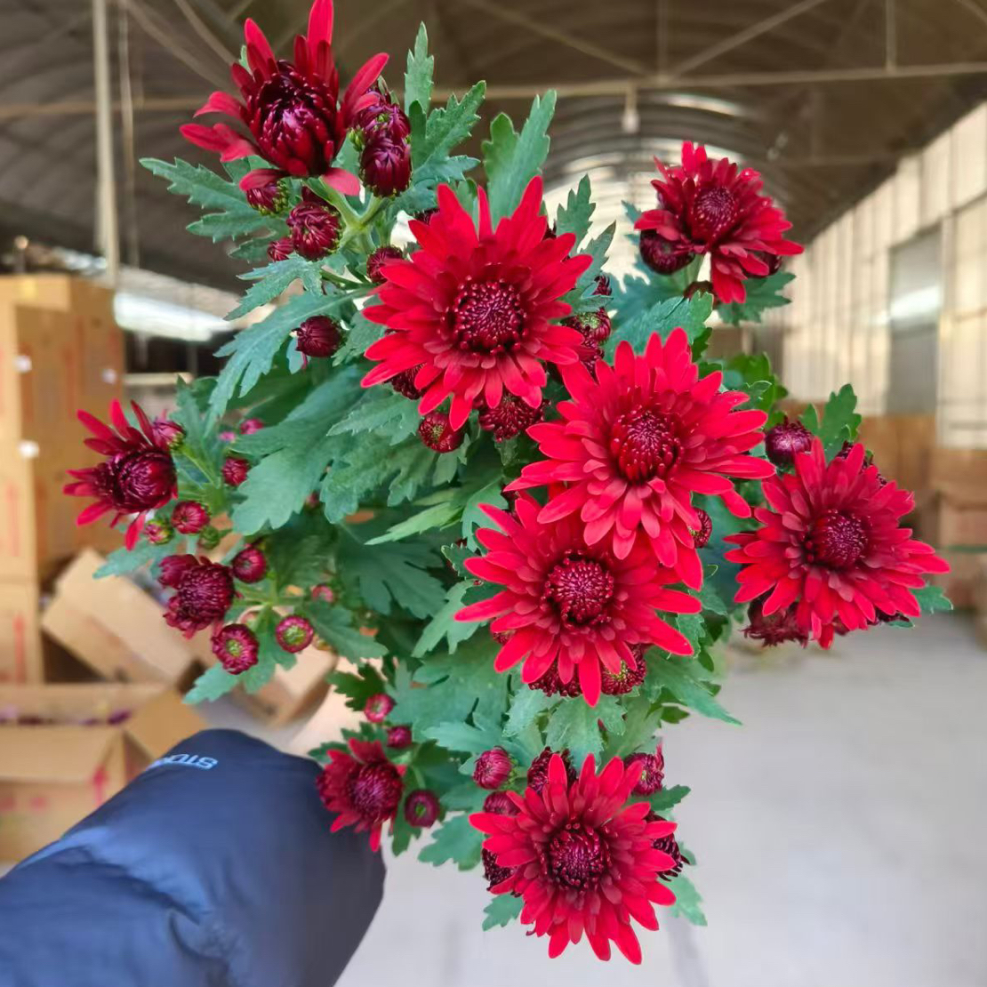 [红水晶]盆栽四季开带花苞发阳台庭院好养绿植观花