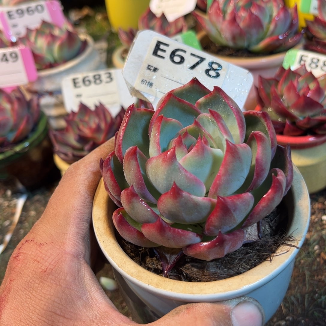 惊鸿一瞥678号多肉