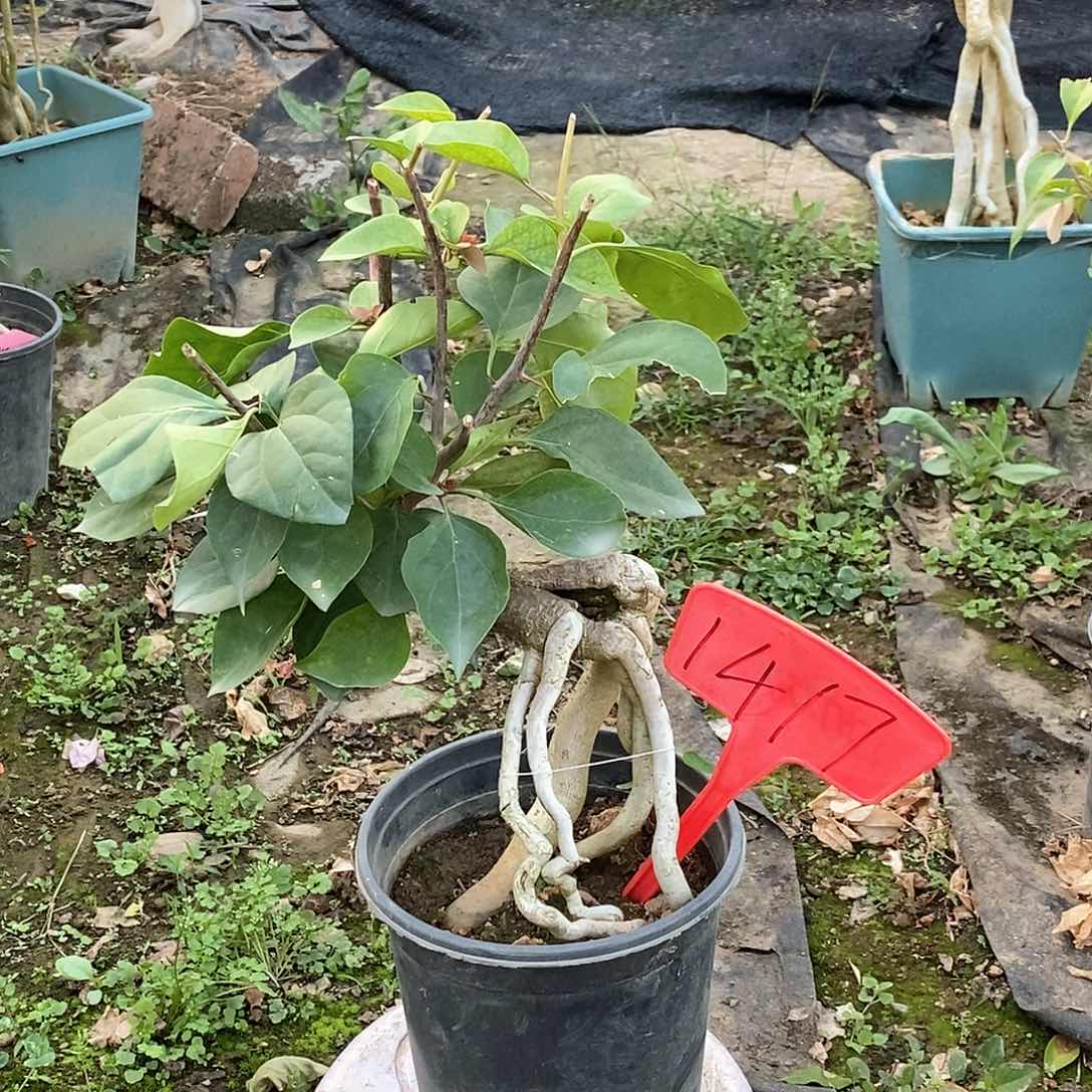 大部分开放少量花苞阿达纳1417