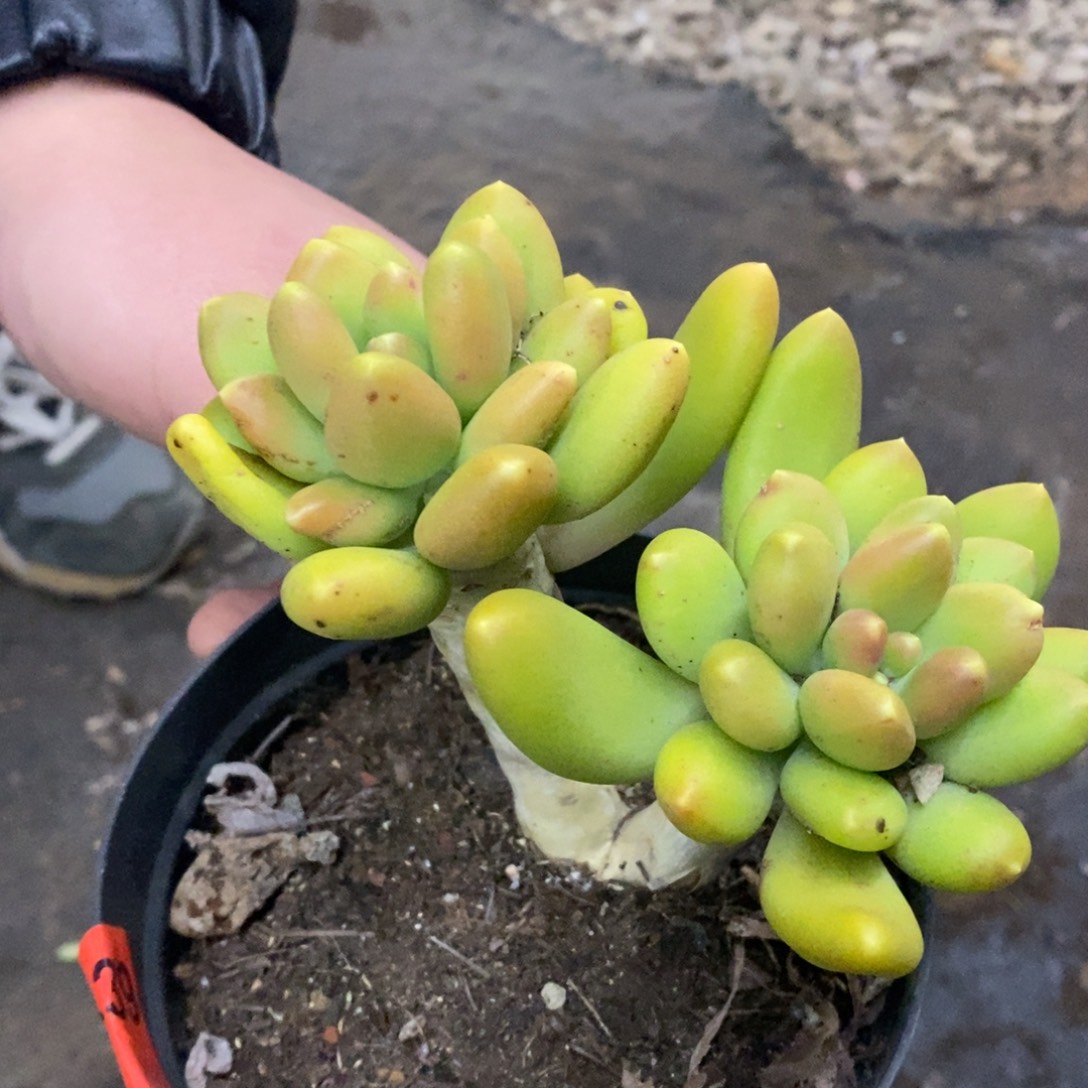 金蝉双头起发老桩