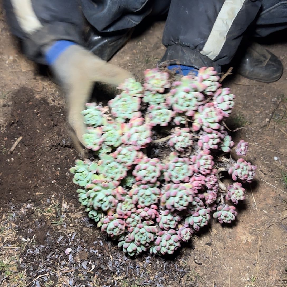 盆栽蓝苹果多肉多肉